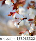 蓬鬆的桃花 138083322