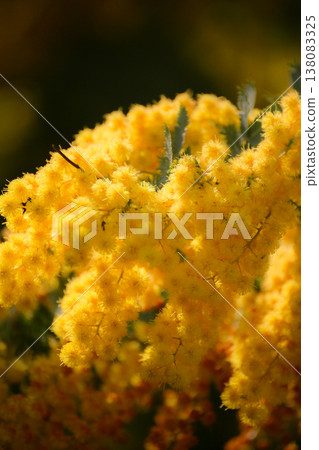 The healing power of beautiful mimosa The healing power of beautiful mimosa 138083325