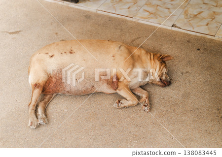 Sleeping stray dog lying on concrete ground in Thailand with visible skin problems and wounds Sleeping stray dog lying on concrete ground in Thailand with visible skin problems and wounds 138083445