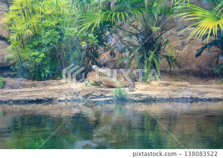 The view of large aquarium tank with crocodile, Saltwater crocodile, Estuarine Crocodile. Animal concept. The view of large aquarium tank with crocodile, Saltwater crocodile, Estuarine Crocodile. Animal concept. 138083522
