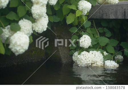白色繡球花飄落到水面上。 白色繡球花飄落到水面上。 138083578