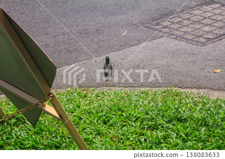 The view of Javan myna, wild bird, walking on the street. Bird watching in the city. Wild animal concept. 138083633