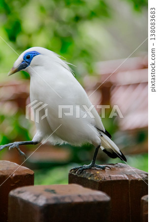 The close up of a Bali myna, a white bird in the park. Animal and nature scene. 138083683
