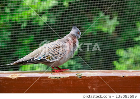 Close-up of a Crested pigeon, wild bird, standing on the wood in a public park. Bird watching. Animal concept. Close-up of a Crested pigeon, wild bird, standing on the wood in a public park. Bird watching. Animal concept. 138083699