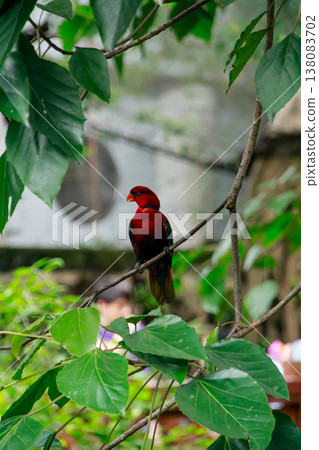 Close-up of a Red lory, wild bird, standing on the tree branch. Bird watching in the public park. Animal concept. Close-up of a Red lory, wild bird, standing on the tree branch. Bird watching in the public park. Animal concept. 138083702