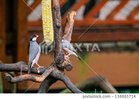 The close up of Java sparrow on a tree branch. 138083714