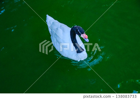 Close-up of a Black-necked swan swimming in the water. Wild animal concept. Close-up of a Black-necked swan swimming in the water. Wild animal concept. 138083733