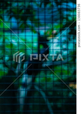 Bokeh effect of parrot shape with fence in blur motion. Abstract animal concept. Bokeh effect of parrot shape with fence in blur motion. Abstract animal concept. 138083736