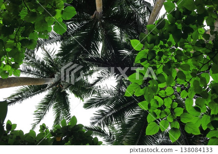 Okinawa Prefecture Ishigaki Island Maibara Yaeyama palm community Okinawa Prefecture Ishigaki Island Maibara Yaeyama palm community 138084133