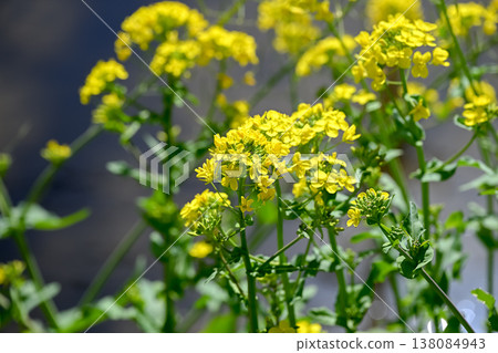 Yellow rape blossoms 138084943