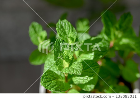 Spearmint Spearmint 138085011