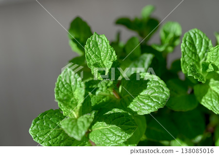 Spearmint 138085016