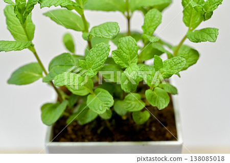 Spearmint Spearmint 138085018