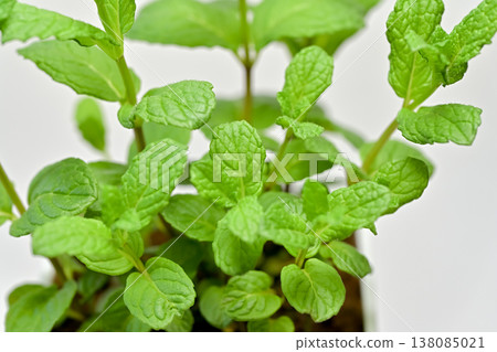 薄荷 138085021