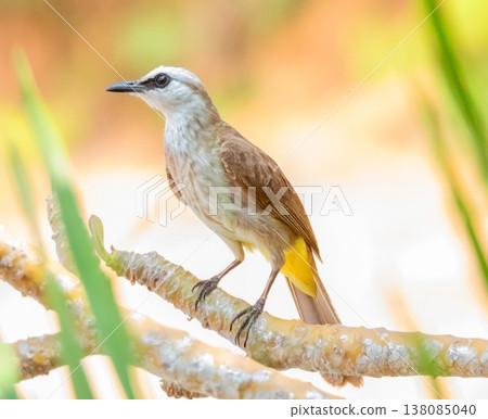 Yellow-vented Bulbul, Pycnonotus goiavier, on a branch 138085040