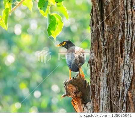 Common myna, Indian myna bird, Acridotheres tristis Common myna, Indian myna bird, Acridotheres tristis 138085041
