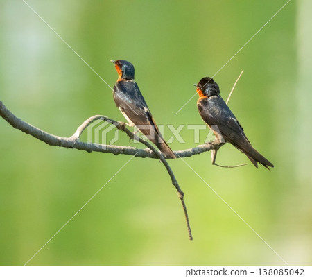 Couple of barn swallow birds, hirundo rustica Couple of barn swallow birds, hirundo rustica 138085042