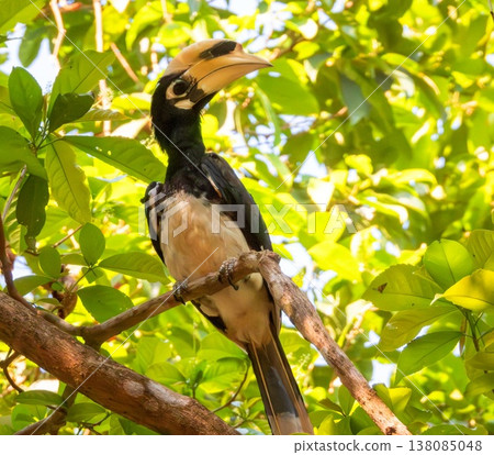 Calao, Oriental Pied Hornbill bird, Anthracoceros albirostris, on a branch, Ko Phayam, Thailand Calao, Oriental Pied Hornbill bird, Anthracoceros albirostris, on a branch, Ko Phayam, Thailand 138085048
