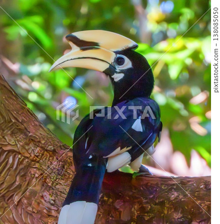 Calao, Oriental Pied Hornbill bird, Anthracoceros albirostris, on a branch, Ko Phayam, Thailand 138085050