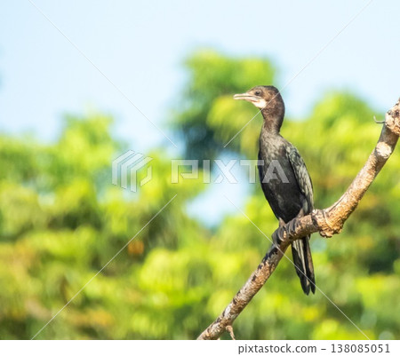 Little black cormorant bird, Phalacrocorax sulcirostris, standing on a branch 138085051