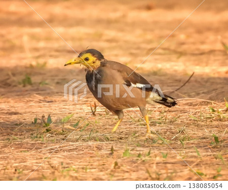 Common myna, Indian myna bird, Acridotheres tristis 138085054