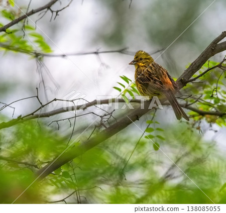 Yellowhammer bird, Emberiza citrinella, on a branch 138085055