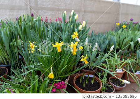 Moscow, Russia. Spring flowers on exhibition in the Botanic Gardens of Moscow State University The Apothecaries garden 138085686