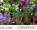 Moscow, Russia. Spring flowers on exhibition in the Botanic Gardens of Moscow State University The Apothecaries garden 138085687