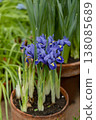 Small spring flowers in the garden. Tiny purple-blue irises in a clay pot, Iris reticulata or dwarf iris, bulbous plant  138085689