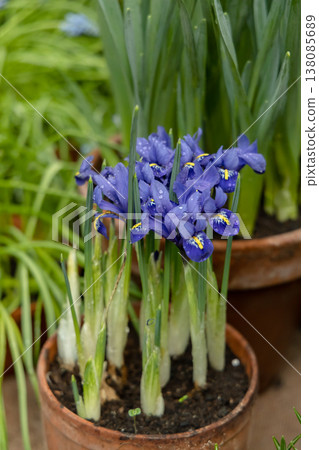 Small spring flowers in the garden. Tiny purple-blue irises in a clay pot, Iris reticulata or dwarf iris, bulbous plant  138085689