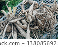 A pile of dried out dahlia tubers. 138085692