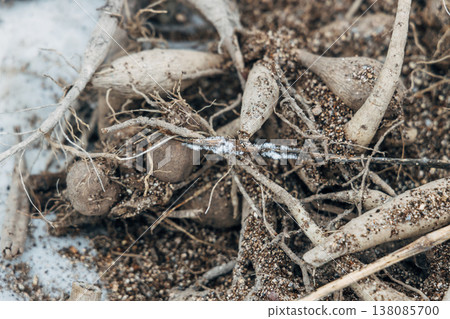 A pile of dried out dahlia tubers. 138085700