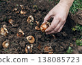 hand holding daffodil bulb before planting in the ground 138085723