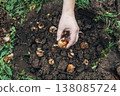 hand holding daffodil bulb before planting in the ground 138085724