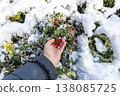 garden lingonberry coral with berries under the snow 138085725
