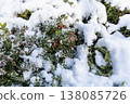 garden lingonberry coral with berries under the snow 138085726