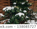 Rhododendron covered with frost and snow in winter 138085727