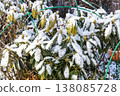 Rhododendron covered with frost and snow in winter 138085728