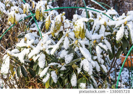 Rhododendron covered with frost and snow in winter Rhododendron covered with frost and snow in winter 138085728