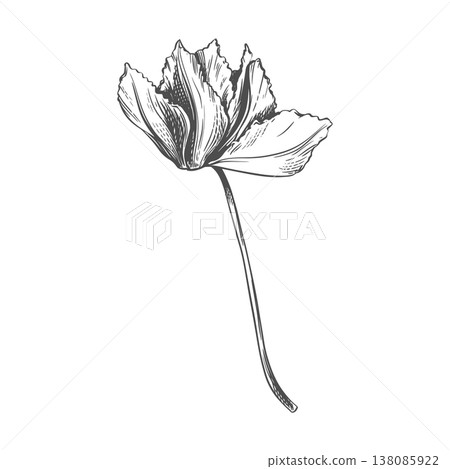 Vector sketch of a cyclamen. Fragrant primrose on a white background. Line drawing of the flower. Imitation of an engraving. Raw material for medicines, perfumes, and cosmetics. Vector sketch of a cyclamen. Fragrant primrose on a white background. Line drawing of the flower. Imitation of an engraving. Raw material for medicines, perfumes, and cosmetics. 138085922