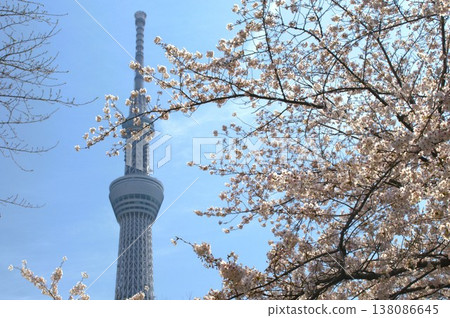 天空樹和櫻桃樹 138086645