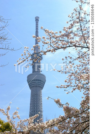 天空樹和櫻桃樹 138086646