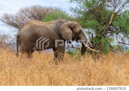 African elephant in Tarangire National Park, Tanzania African elephant in Tarangire National Park, Tanzania 138087910