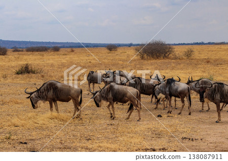 Herd of blue wildebeest (Connochaetes taurinus) in Tarangire National Park, Tanzania 138087911
