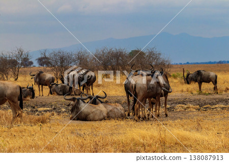 Herd of blue wildebeest (Connochaetes taurinus) in Tarangire National Park, Tanzania Herd of blue wildebeest (Connochaetes taurinus) in Tarangire National Park, Tanzania 138087913
