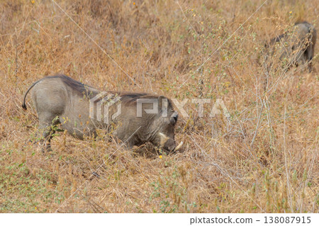 Common warthog (Phacochoerus africanus) in savanna in Tarangire national park, Tanzania Common warthog (Phacochoerus africanus) in savanna in Tarangire national park, Tanzania 138087915