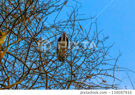 Marabou stork (Leptoptilos crumeniferus) on a tree 138087916
