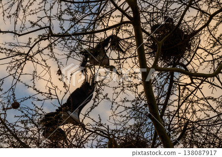 Marabou storks (Leptoptilos crumeniferus) on a tree 138087917