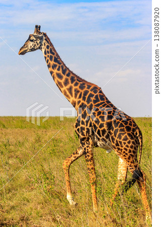 Giraffe in savanna in Serengeti national park in Tanzania. Wild nature of Tanzania, East Africa Giraffe in savanna in Serengeti national park in Tanzania. Wild nature of Tanzania, East Africa 138087920