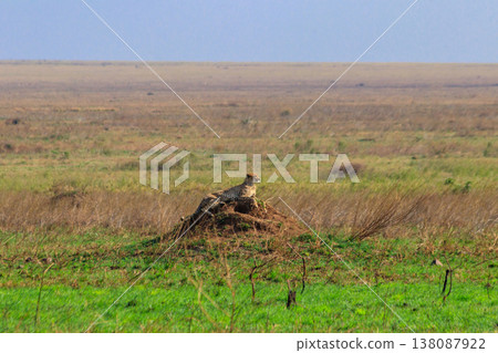 Cheetah (Acinonyx jubatus) on termite mound in savanna in Serengeti National park, Tanzania Cheetah (Acinonyx jubatus) on termite mound in savanna in Serengeti National park, Tanzania 138087922
